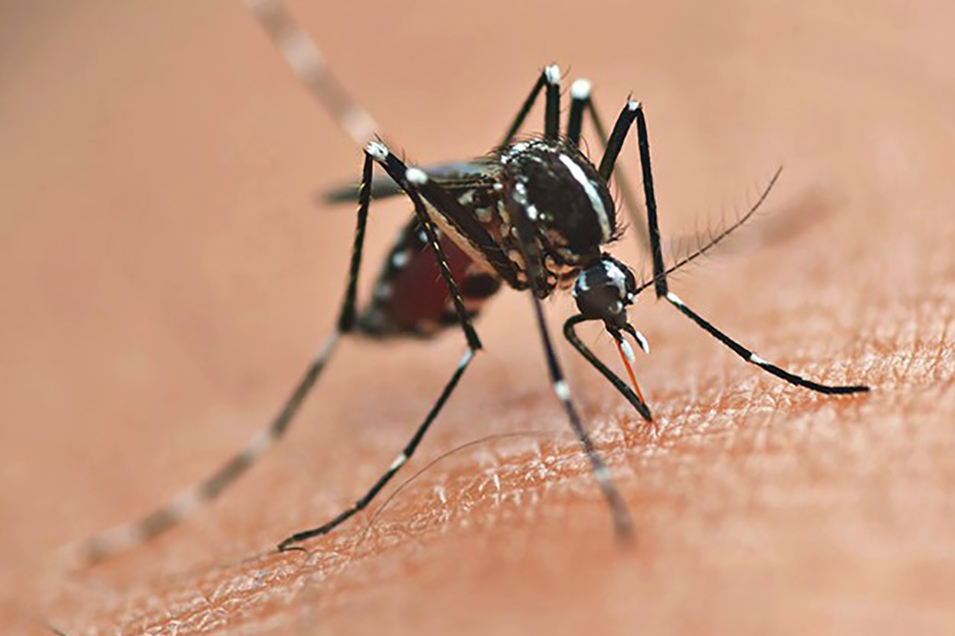 Foz e Londrina são selecionadas para teste de novo método contra a dengue