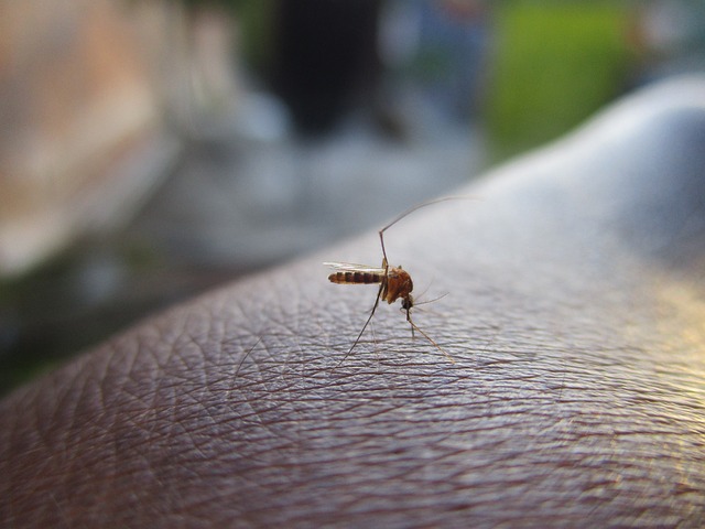 Boletim semanal da dengue tem 12.637 novos casos e sete óbitos